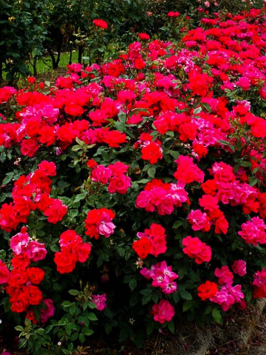 Knockout Roses