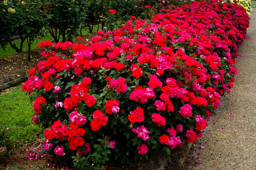 Image of Rosa Knock Out bush in summer