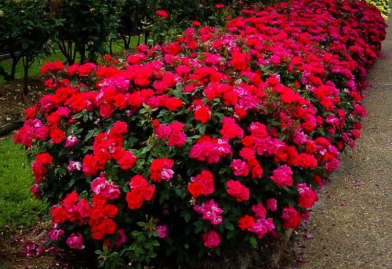 Red Knockout Rose Bushes For Sale Online The Tree Center™