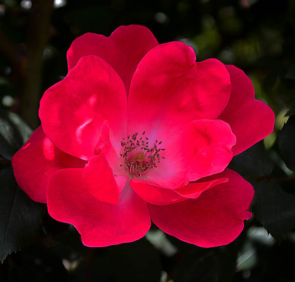 Red Knockout Rose Bushes For Sale Online The Tree Center™