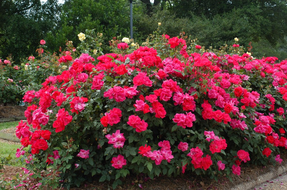 Large Knockout Rose Bush