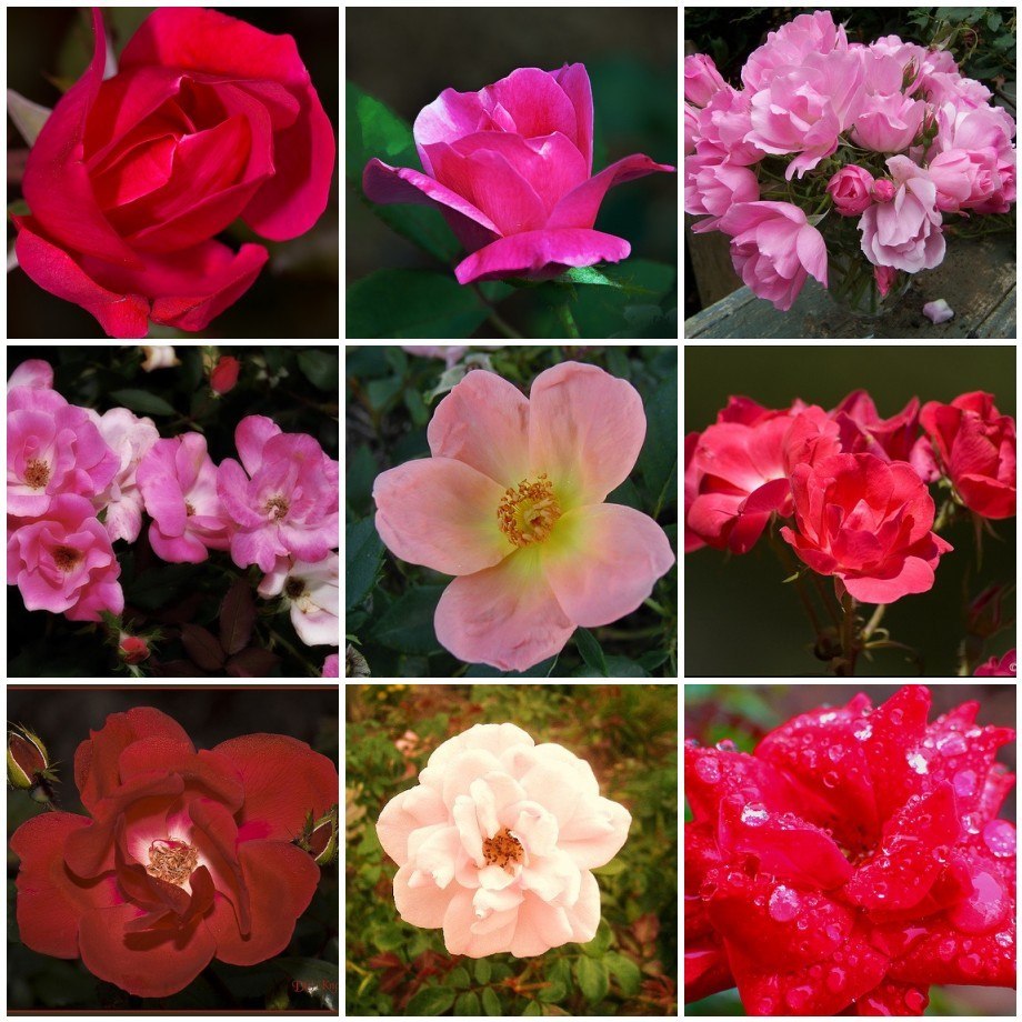 Knockout Rose Varieties