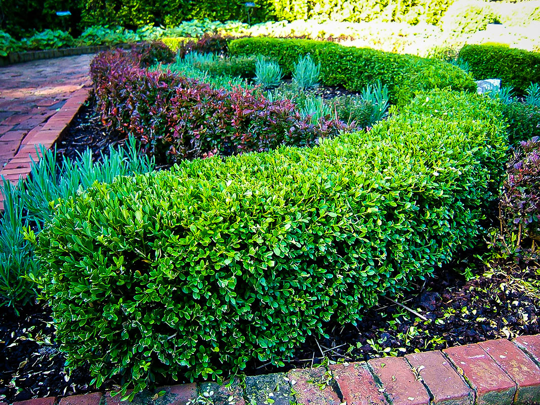Boxwood 1, 2 & 3 Gallon | Canadian Grown Only For Canadians | Live