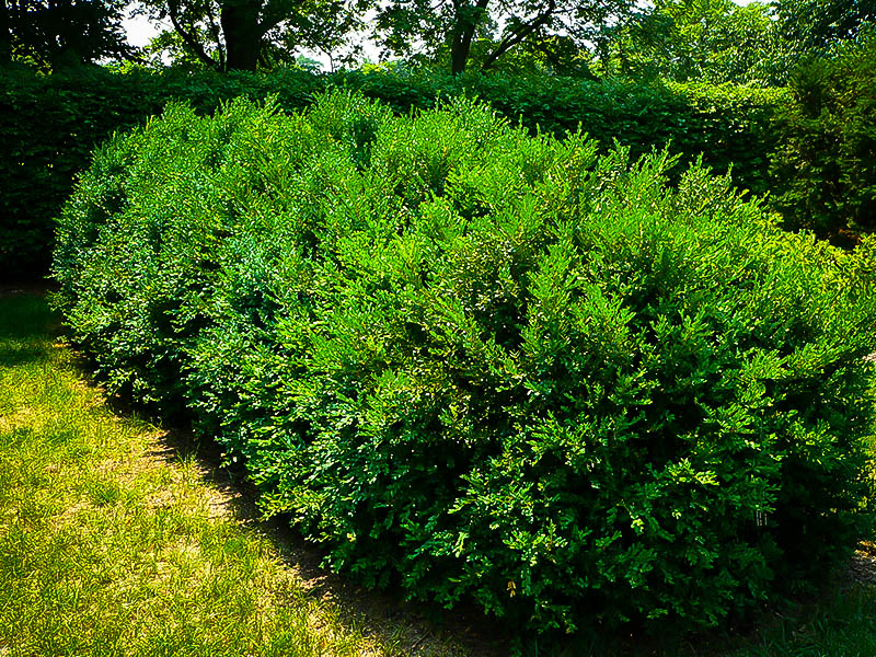 Korean Boxwood Shrubs For Sale Online The Tree Center™