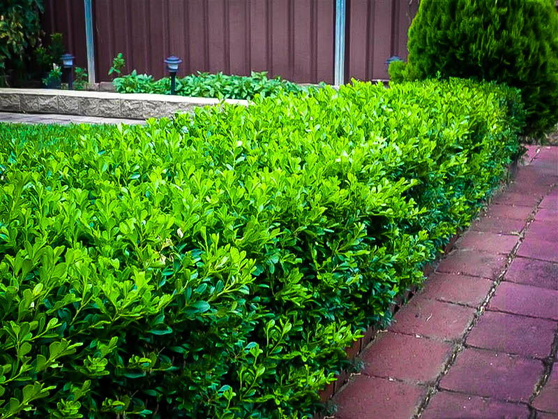 Korean Boxwood Shrubs For Sale Online The Tree Center™