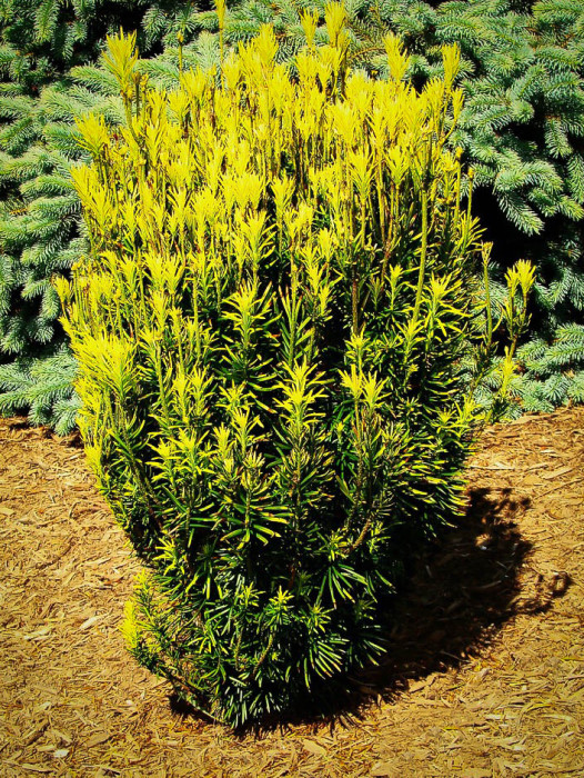 Yew Trees