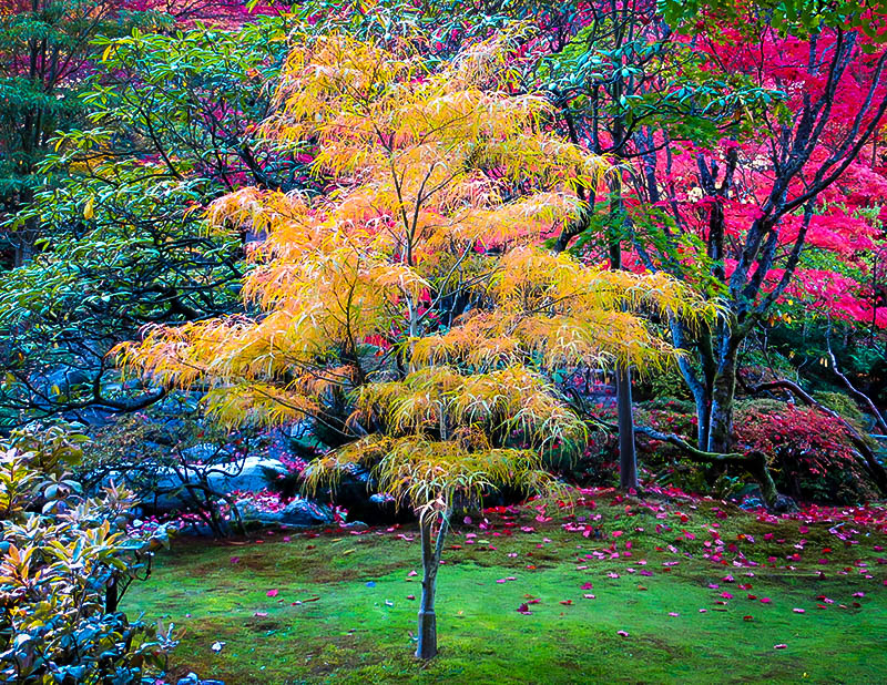 Koto No Ito Japanese Maple Trees For Sale | The Tree Center™