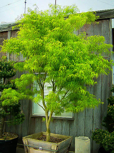 Koto No Ito Japanese Maple Trees For Sale  The Tree Center
