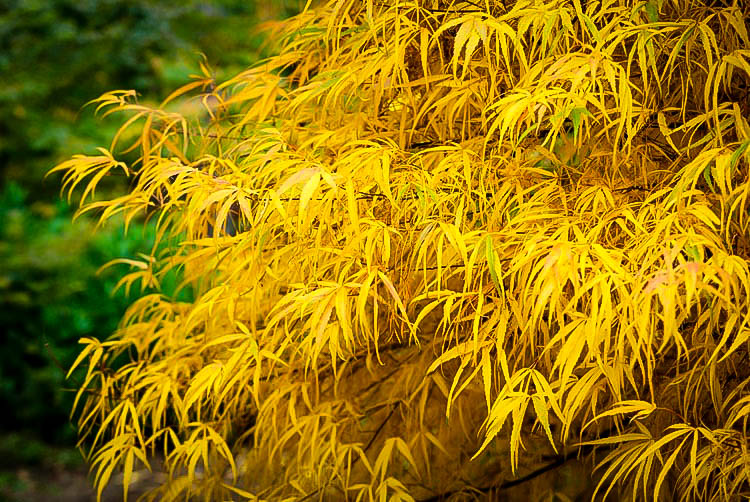 Koto No Ito Japanese Maple Trees For Sale The Tree Center™