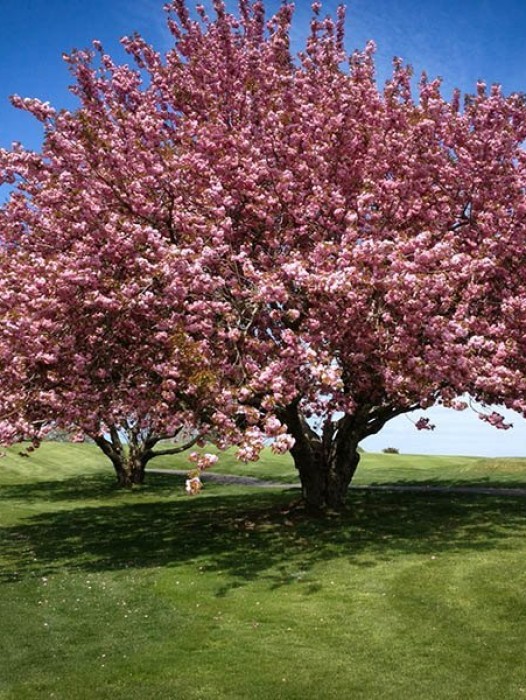 Flowering Trees Pictures 49