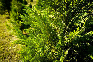 Leyland Cypress Branches