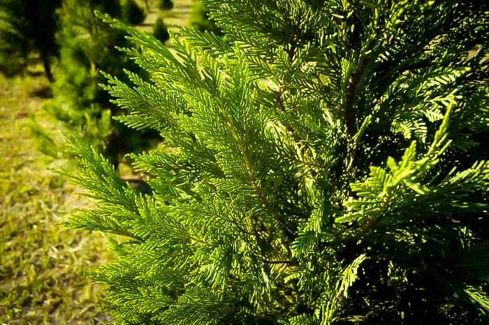 Leyland Cypress Branches