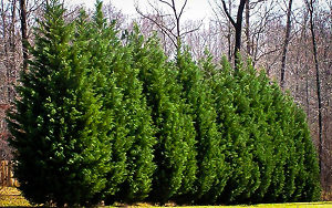 Leyland Cypress Trees