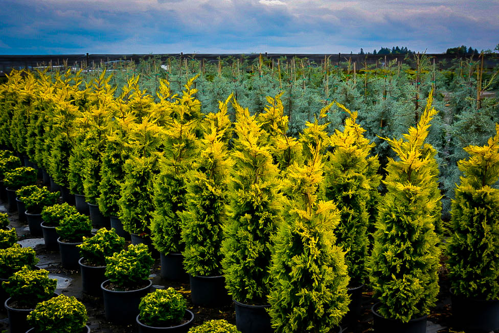 Golden Rider Gold Rider Leyland Cypress Trees For Sale The Tree Center.
