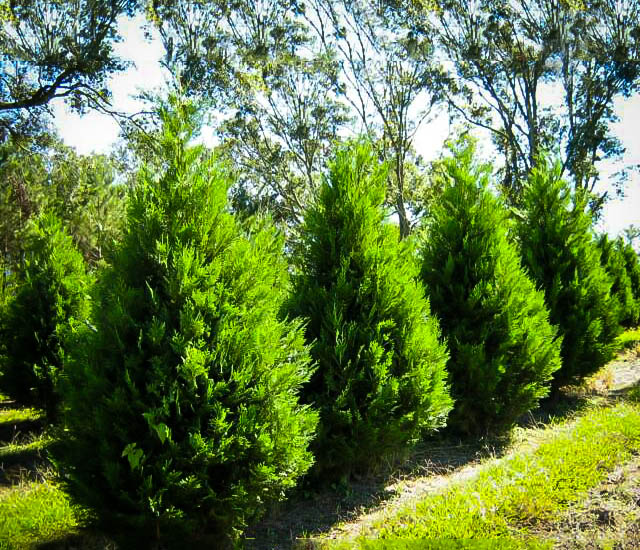 Leyland Cypress Trees