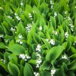 Lily of the Valley