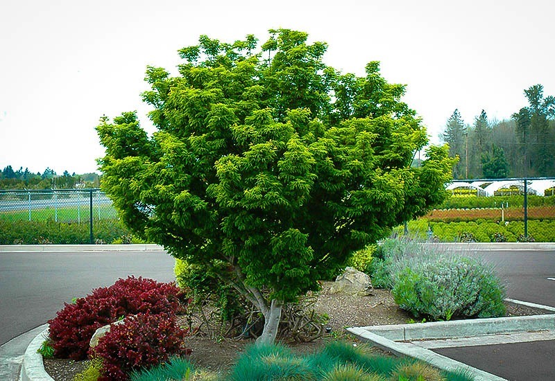 Lion's Head Japanese Maple