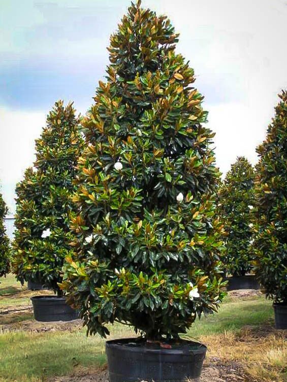 Little Gem Magnolia For Sale | The Tree Center™