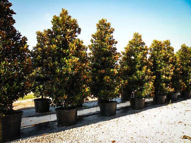 Little Gem Magnolia For The Tree Center Little Gem Magnolia Flower Trees