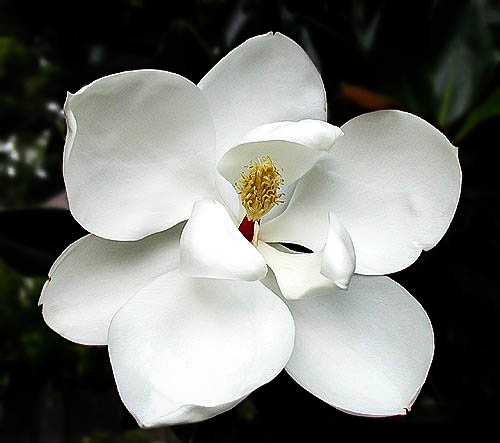 little gem magnolia for sale the tree center