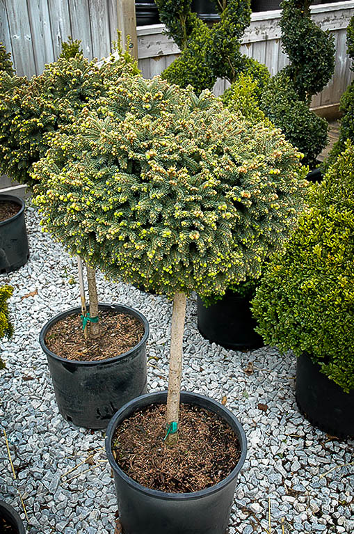 Little Gem Norway Spruce Tree Form For Sale Online | The ...