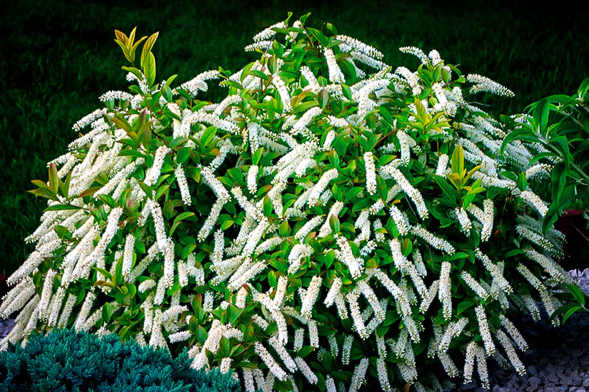Itea Little Henry The Tree Center™