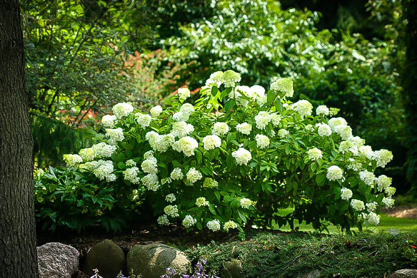 Little Lamb Hydrangea For Sale Online The Tree Center™