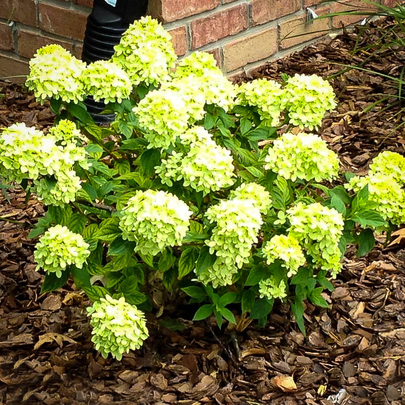 Home Hydrangeas Little Lime Hydrangea