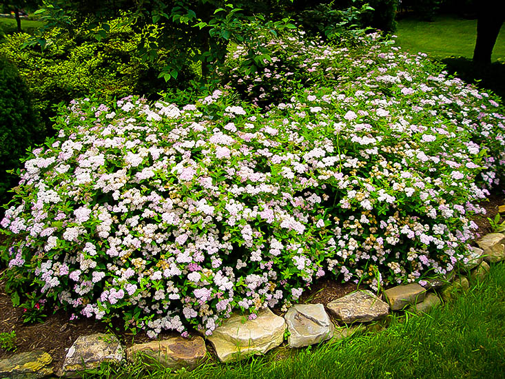 Little Princess Spirea The Tree Center Plant Hardiness Zones 4 8