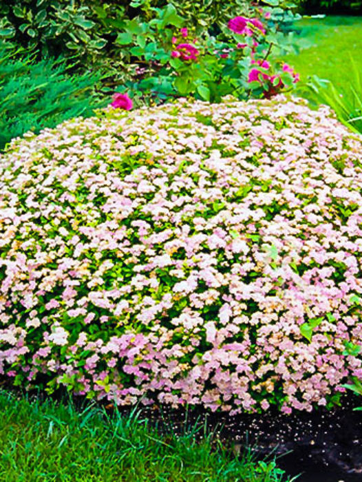 Spirea