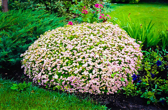 Little Princess Spirea The Tree Center Plant