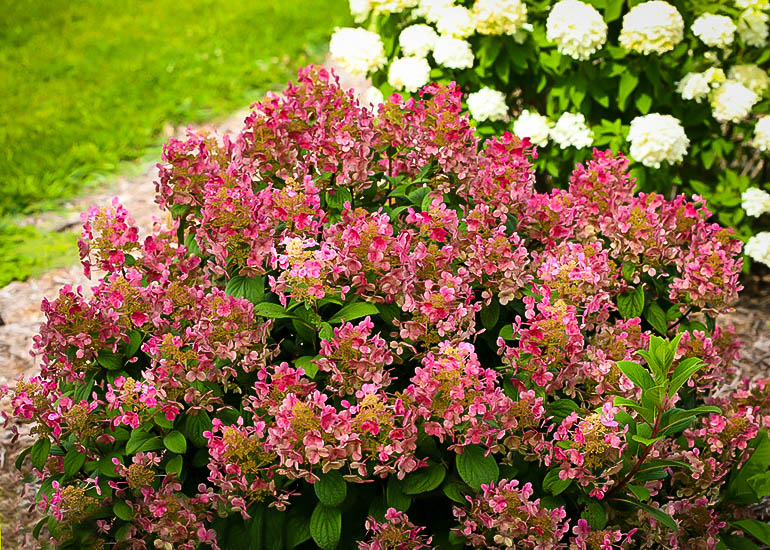 Little Quick Fire Hydrangea The Tree Center Plant
