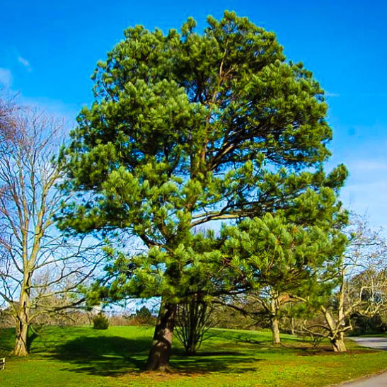 Loblolly Pine Trees For Sale Online The Tree Center™