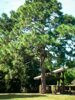mature pine tree Facial mole remove