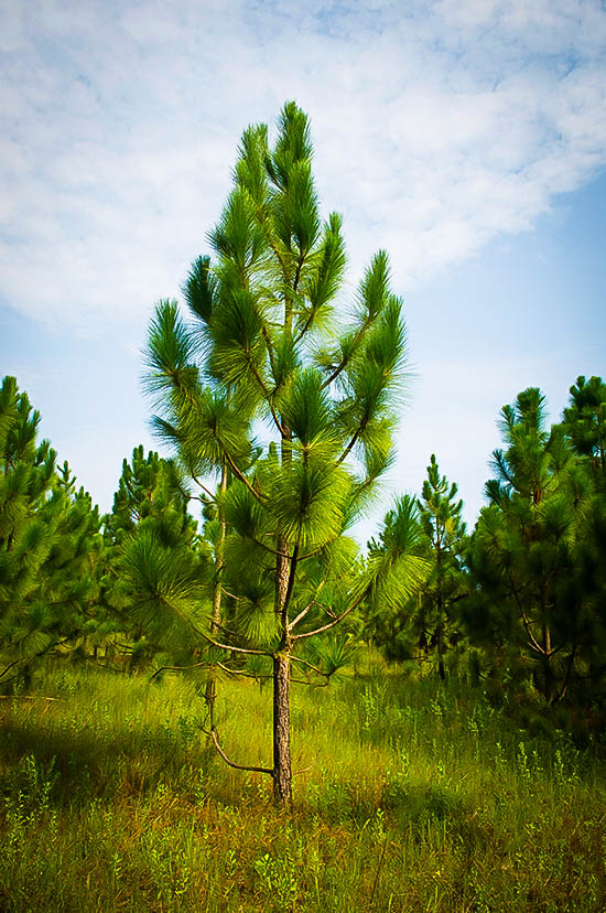 longleaf-pine-2.jpg