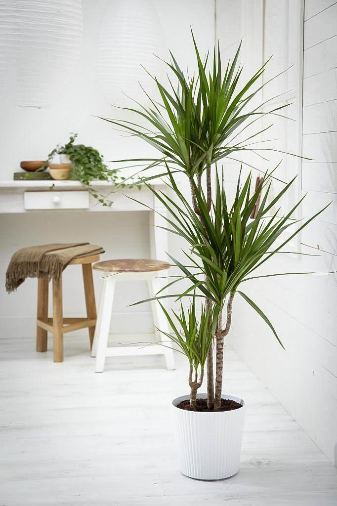 Houseplants Online House Plants With Free Shipping The