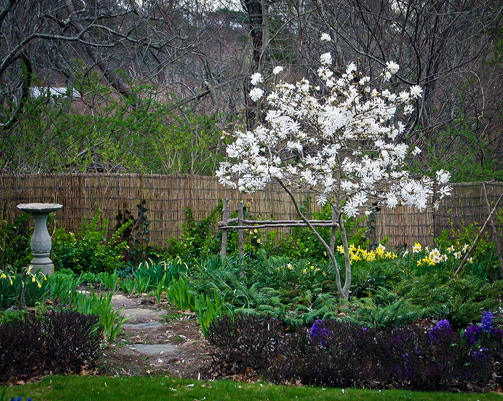 Centennial Blush Magnolia Trees For Sale The Tree Center™