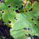 Maple Tree Diseases