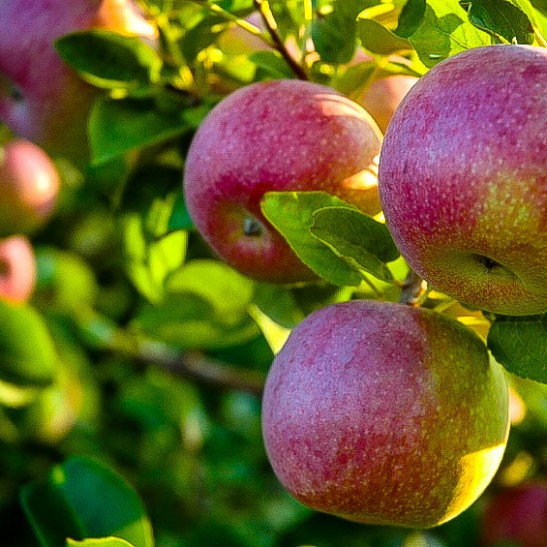 McIntosh Apple Tree For Sale Online The Tree Center