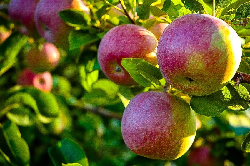 McIntosh Apple Tree For Sale Online The Tree Center