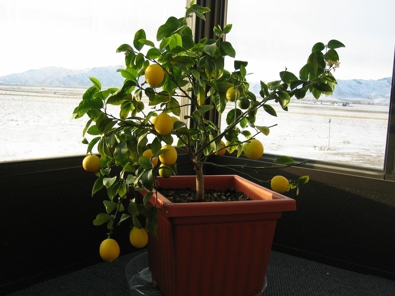 Pruning A Large Meyer Lemon Tree