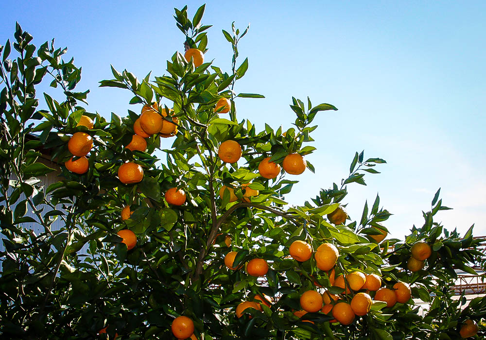 Miho Satsuma Orange Tree For Sale Online The Tree Center
