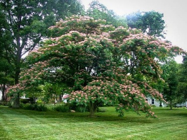 Albizia Chocolate Mimosa Purple Leaf Mimosa Tree Albizia Julibrissin Summer Chocolate