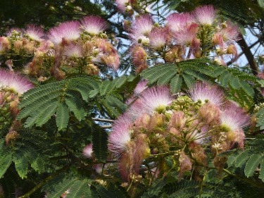 The Mimosa Tree Complete Guide How To Grow Care For Mimosa Trees