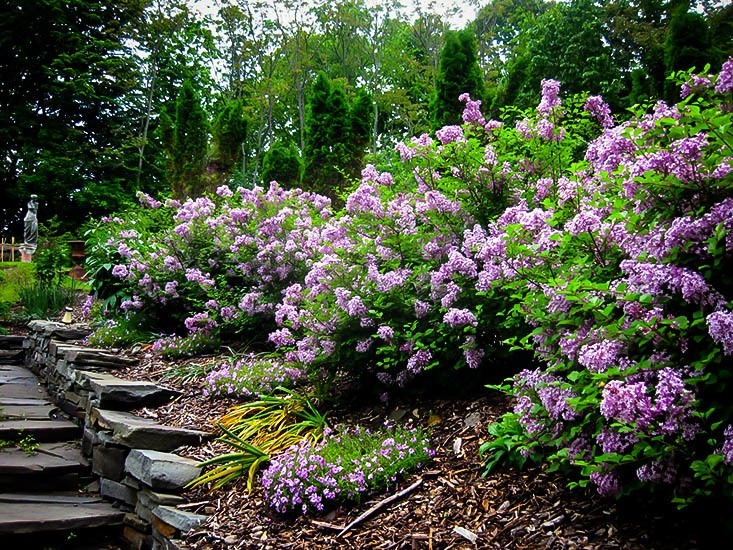 Cost Of A Lilac Bush