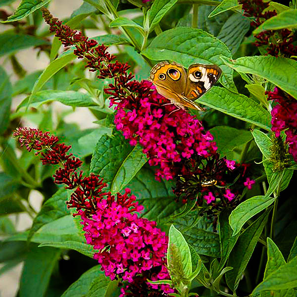 Miss Molly Butterfly Bush For Sale Online The Tree Center™