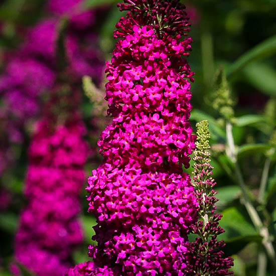 miss molly plant