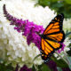Butterfly Bushes for Every Garden