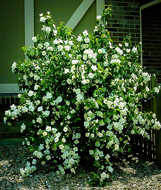 Mock Orange Shrubs For Sale Online The Tree Center™