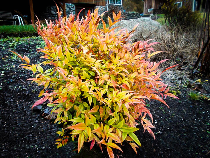 moon bay nandina plants